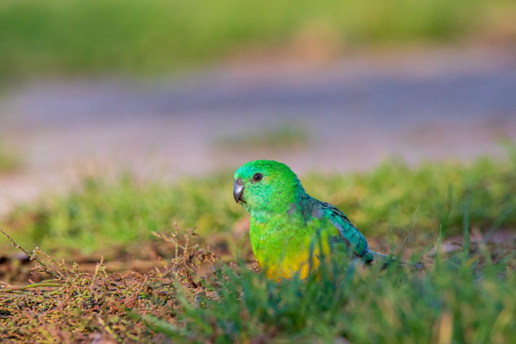 Red rumped parrot