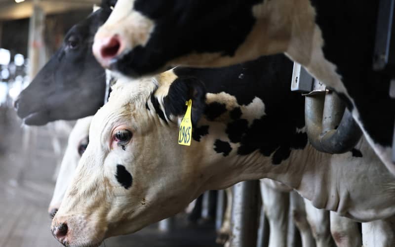 Second bird flu strain found in US dairy cattle, authorities say | RNZ