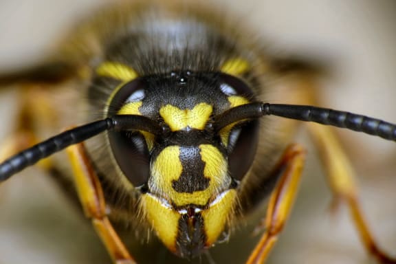 Wasps cost New Zealand millions of dollars a year in agricultural losses and ecological damage.