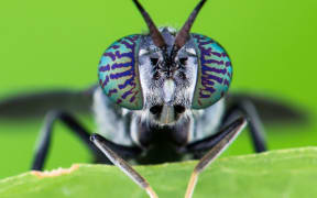 Black soldier fly