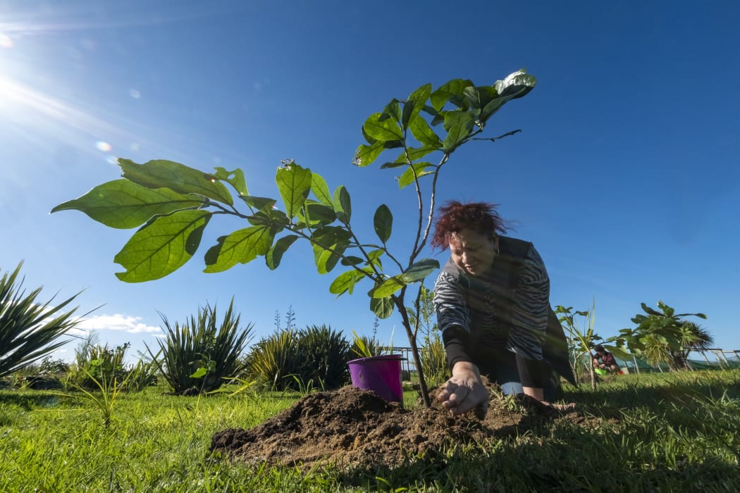 Trust board member of Ngāti Kuri Sheridan Waitai waters newly planted kaikomako on Waiora Marae.
