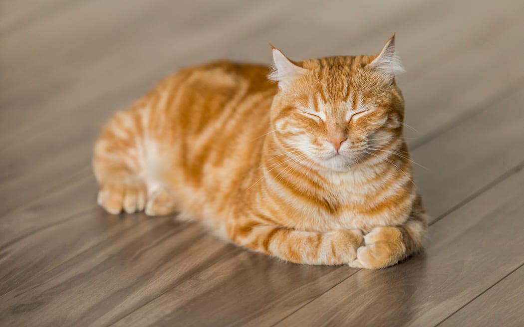 ginger cat