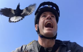 Transport and Main Roads Queenland staff experiment with magpie control methods.