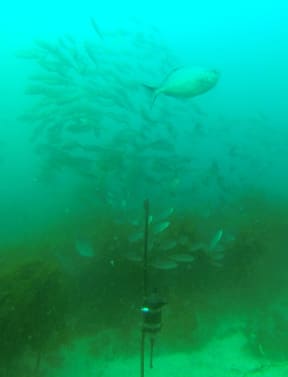 One of six remote hydrophones that are anchored to the seabed around the Hauraki Gulf to record underwater sounds.