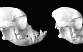 Bulldog Skulls over time becoming increasingly deformed due to selective breeding