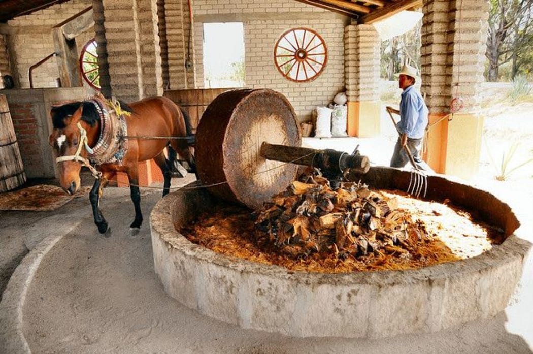 Mezcal Production