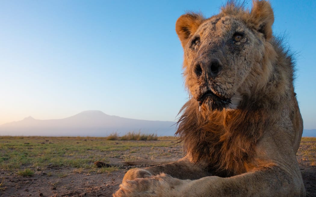 A wild male lion believed to be one of the world's oldest has died after being speared by herders, authorities in Kenya have said. Loonkiito, who was 19, died in Olkelunyiet village on Wednesday night after preying on livestock.