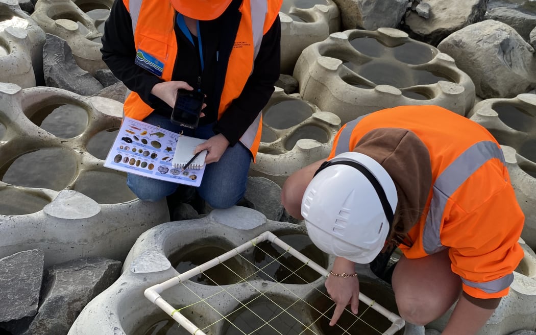 Two people in high-vis and hard hats kneel on artificial flower-shaped rocks. One is pointing at a mesh square frame laid over the top of the rockpool, and the other is using a printed chart and phone to record species observed.