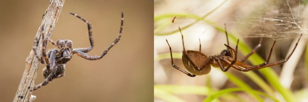 These two spiders are found in New Zealand. On the left is a male orb-web Eriophora spider, and on the right a sheet-web spider, Cambridgea sp.