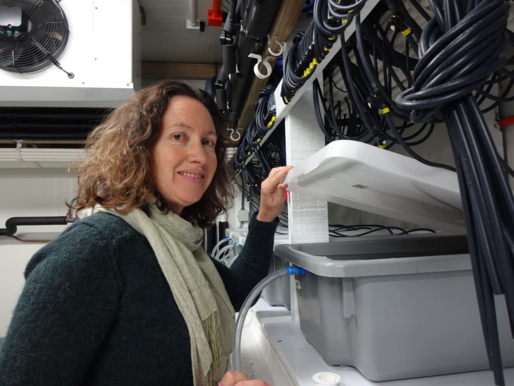 Marine ecologist Vonda Cummings studies how paua adapt to different levels of acidity and whether more acidic waters affect the survival chances of their larvae.