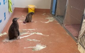 Two hoiho chicks at the Dunedin Wildlife Hospital broke free of their pen and caused havoc in their ward.