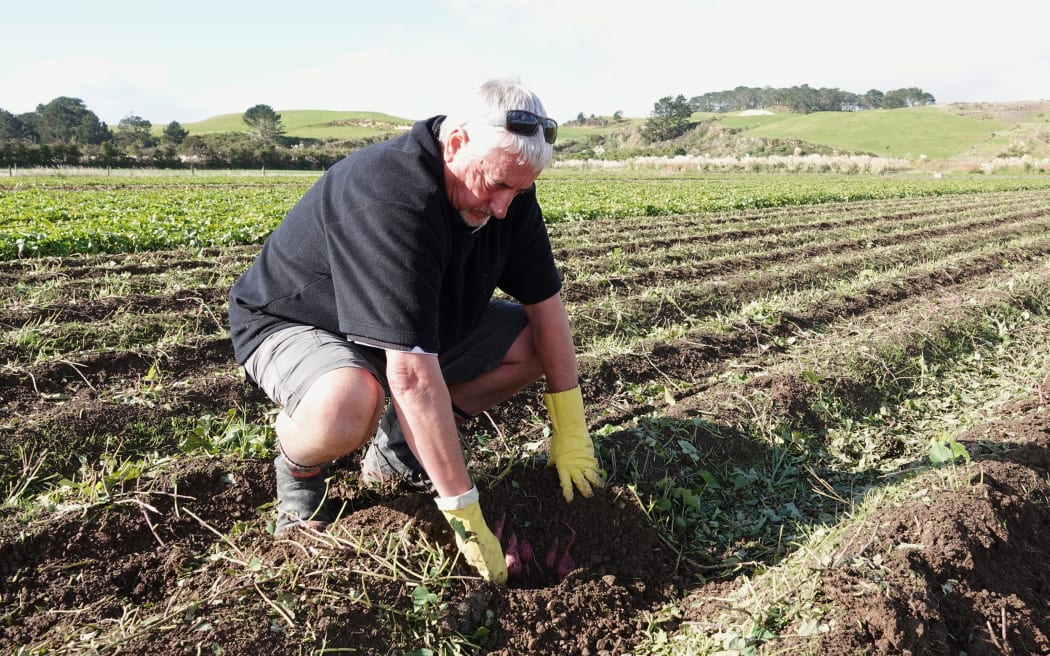 Kaipara Kumara managing director Anthony Blundell checks soon-to-be-harvested kumara. Photo: RNZ / Peter de Graaf