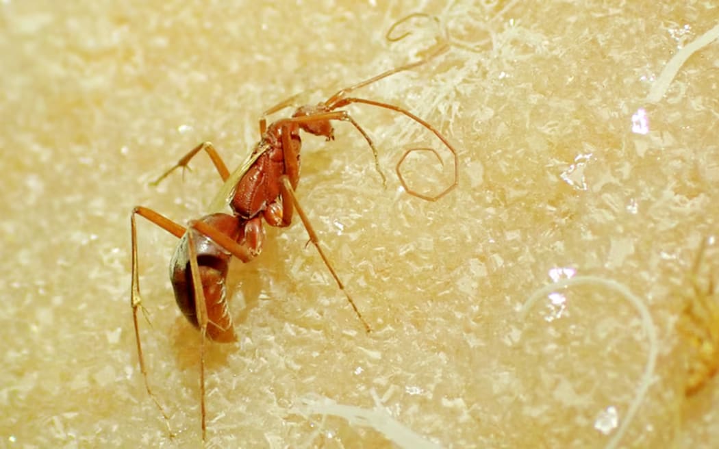 The mummified remains of a male blind cave wasp found underground in the Nullarbor.