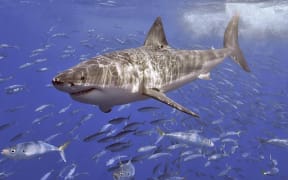 The Great White shark is one of the seven species under threat.