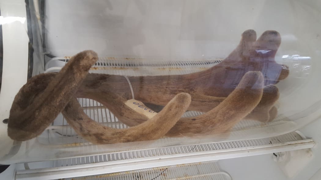 Freeze-dried deer velvet will be sold in sticks rather than powder.