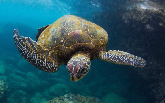 A Hawaiian green turtle.