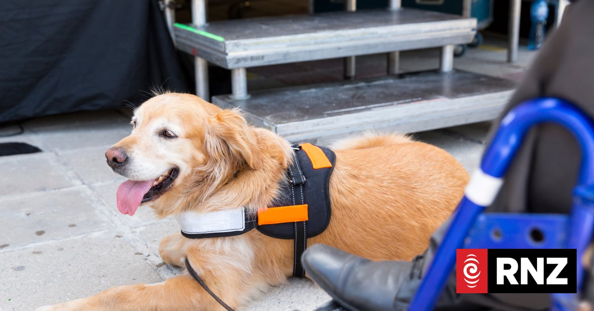 Auckland Transport apologises after passenger denied ride with disability dog