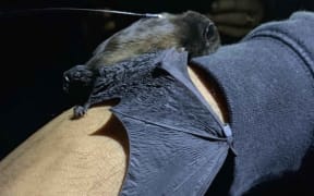 The Finding Franklin Bats project monitors and tracks native long-tailed bats in the Hunua Ranges.