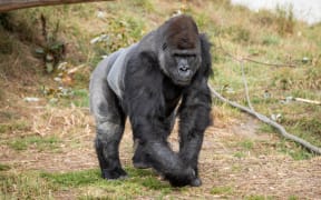 Gorilla