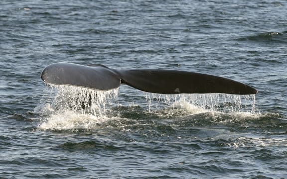 A Southern Right Whale in the Golfo Nuevo near Puerto Piramides at Peninsula Valdes, in the Patagonian province of Chubut, Argentina on September 29, 2015.