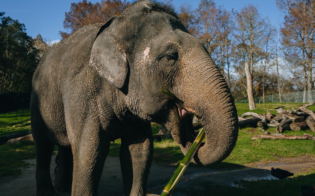 Burma eating bamboo.