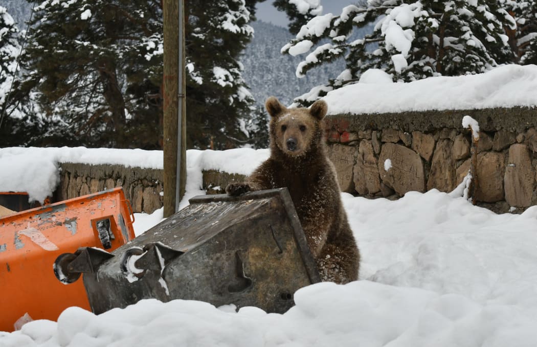 A baby grizzly bear searches for food around a trash container in Inonu neighbourhood in Turkey on December 15, 2018.