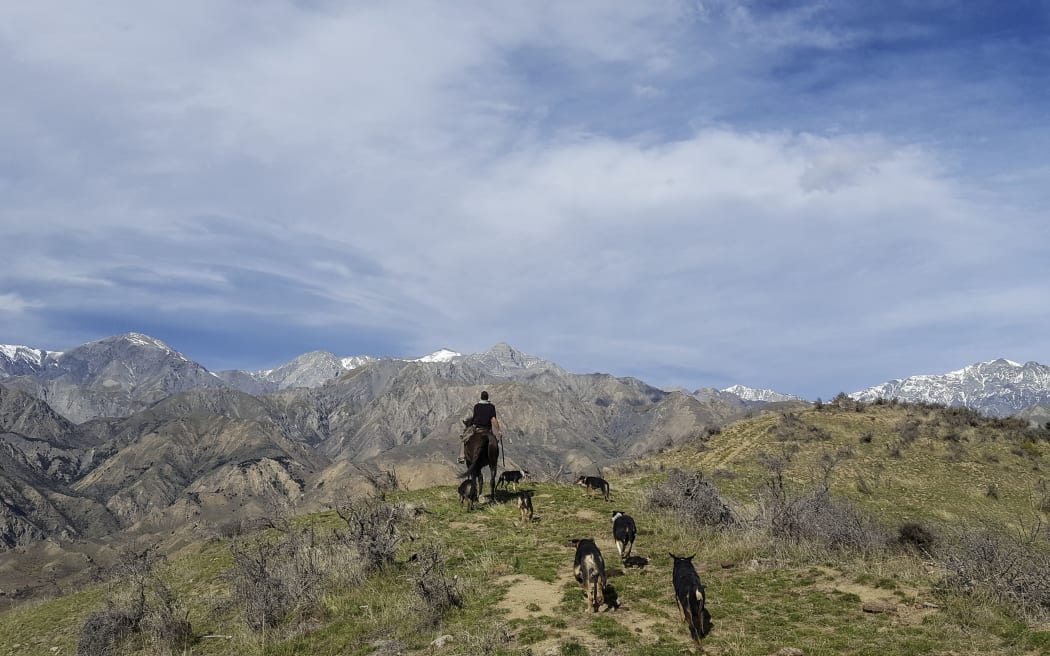 Shepherd Ash Orr mustering in the  Kaikōura Ranges