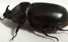 Coconut Rhinoceros Beetle.