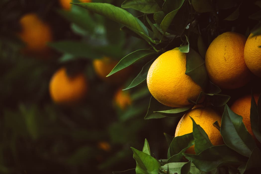 lemon tree