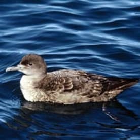 Photo for Tītī