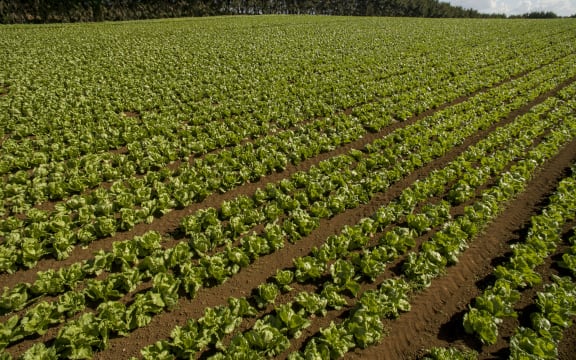 Lettuce crops being grown in market gardens in Pukekohe.