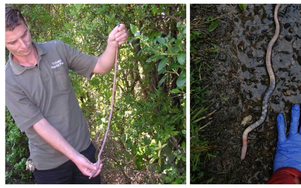 Left: North Auckland Worm_ Ti Point Reptile Park; Righ: A large NZ Megascolecidae worm, possibly North Auckland worm _Annemieke Hendrikst