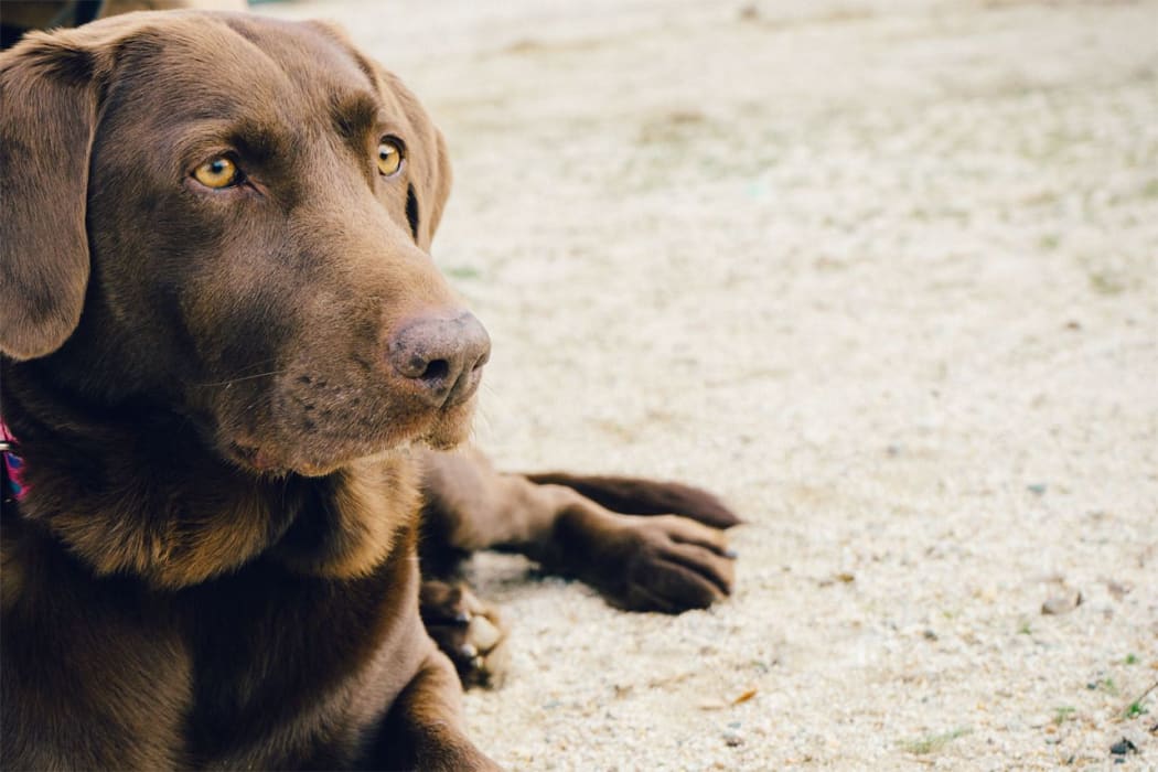 Old brown dog