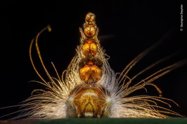 Mad Hatterpillar by Georgina Steytler, Australia. The strange headgear of a gum-leaf skeletoniser caterpillar.