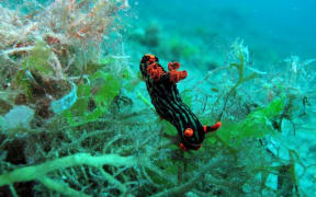 Nudibranch at Dumaguete.