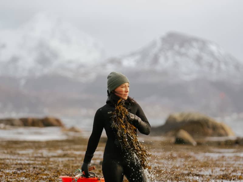 Tamara Singer harvesting seaweed in the freezing waters of Lofoten Islands, Norway