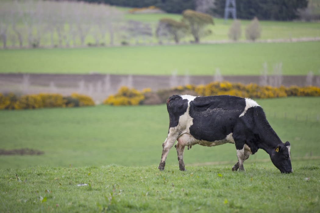 FOR WATER TAX story - Generic cow