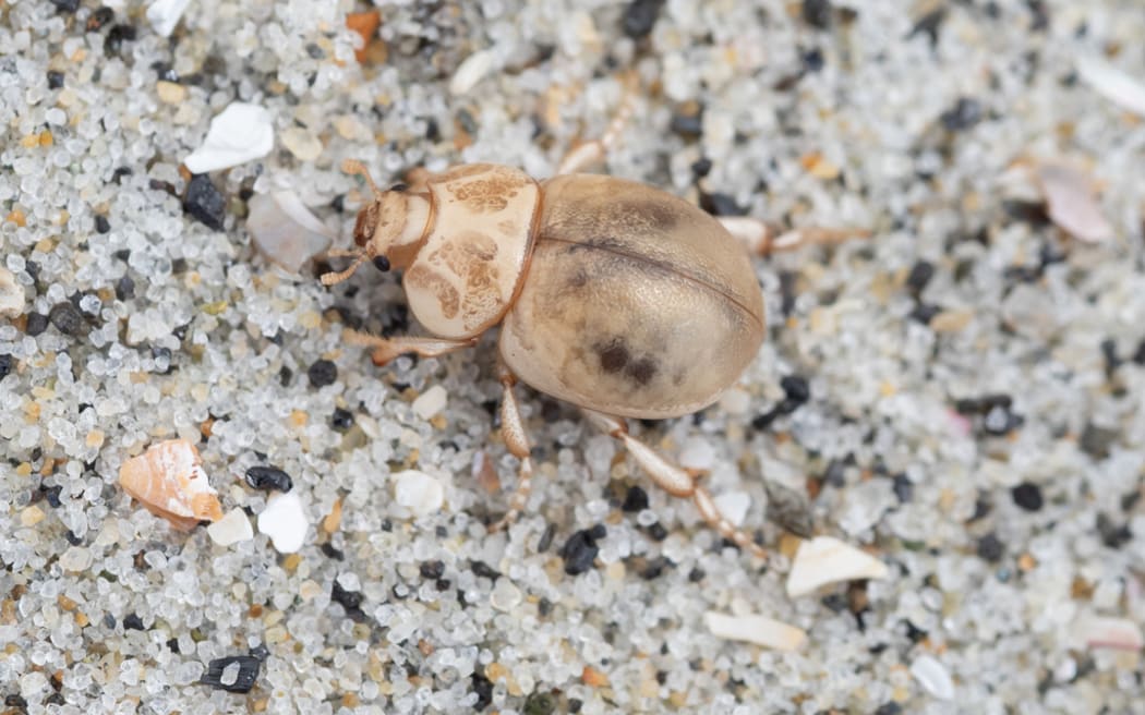 seaweed_darkling_beetle