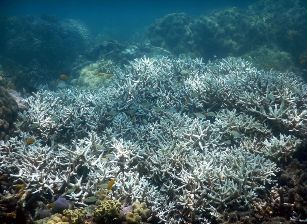 February 2016, bleached mature staghorn coral at Lizard Island, Great Barrier Reef. It was dead and overgrown by algae by April 2016.