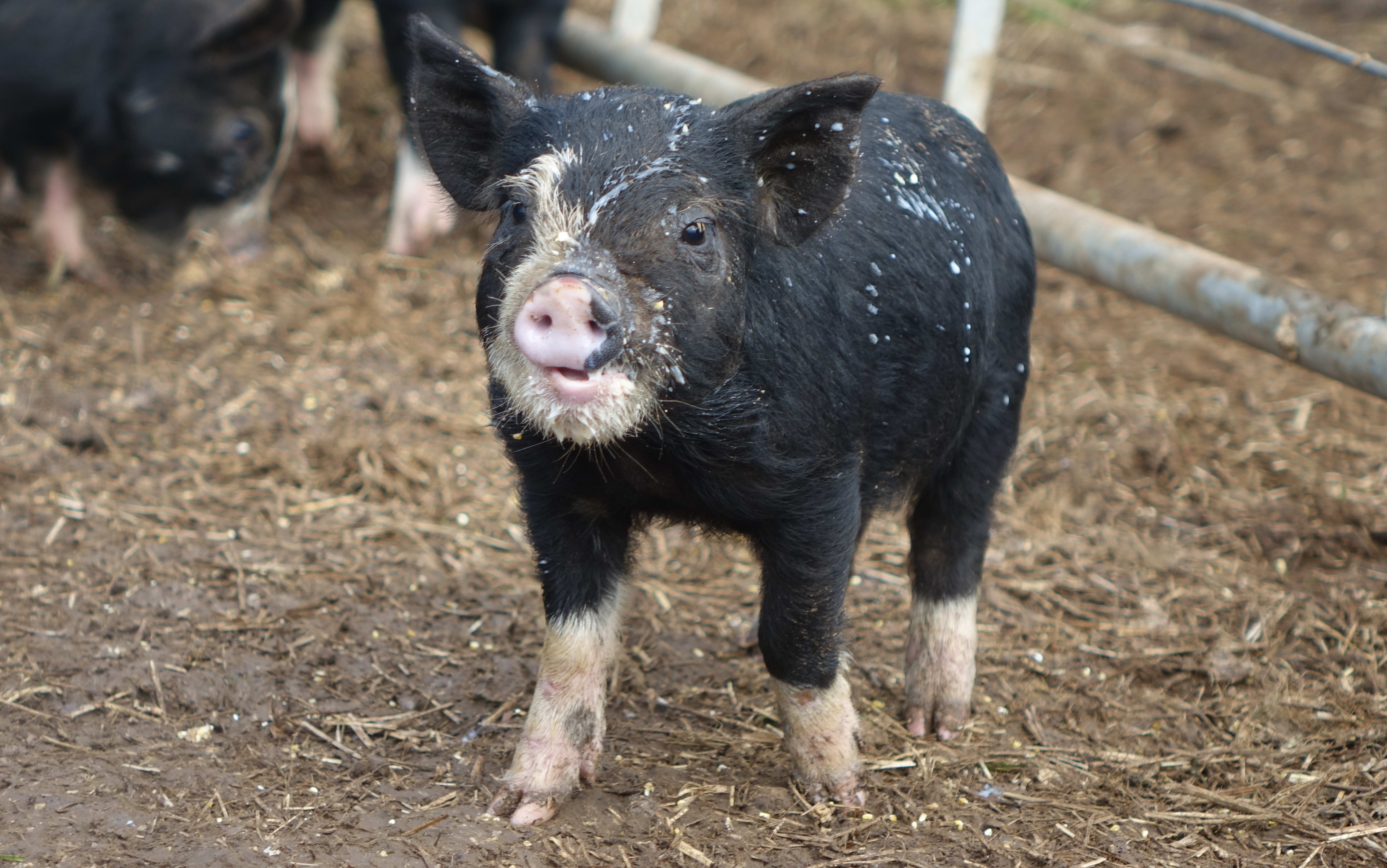 A Berkshire piglet