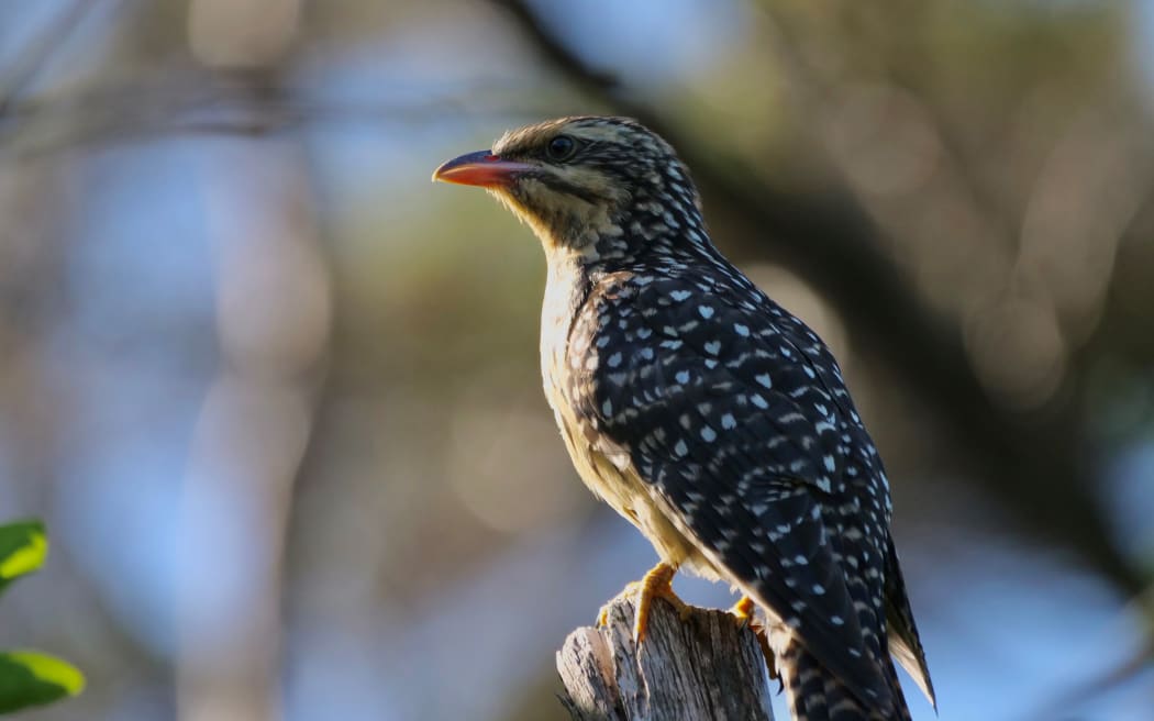 Koekoeā or long-tailed cuckoo