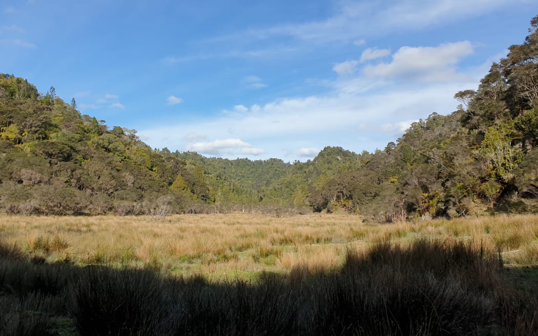 Tony Pascoe, who lives at Mangapēpeke Valley, says there's 23 species of native birds in the area, including kiwi roaming the area.