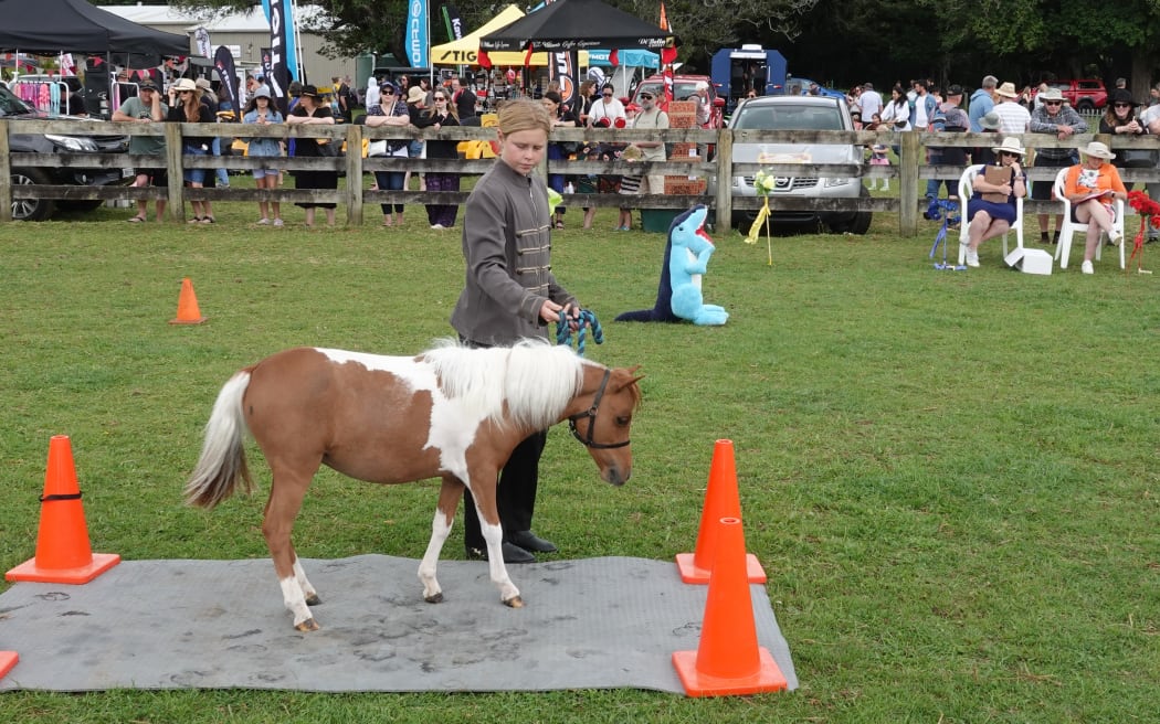 Twelve-year-old Bella Mawson, from Tomarata, leads miniature horse Dakota through the trail event, on 9 November, 2024.