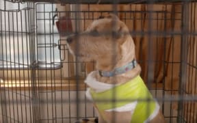 A rescued dog at the HUHA animal shelter