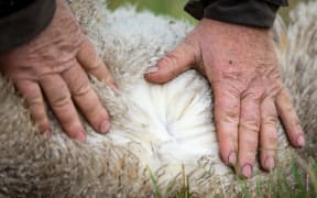 Sheep