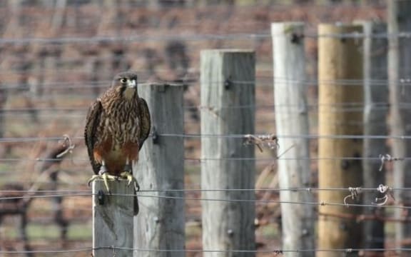 A New Zealand native falcon (karearea)