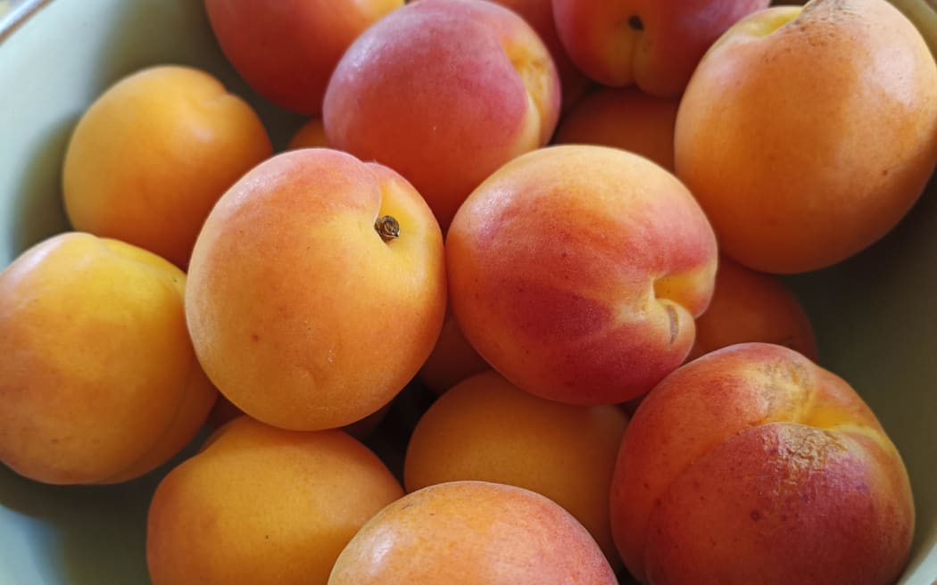 Locally grown apricots, Hawkes Bay