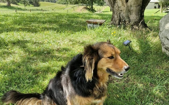 Misty the dog