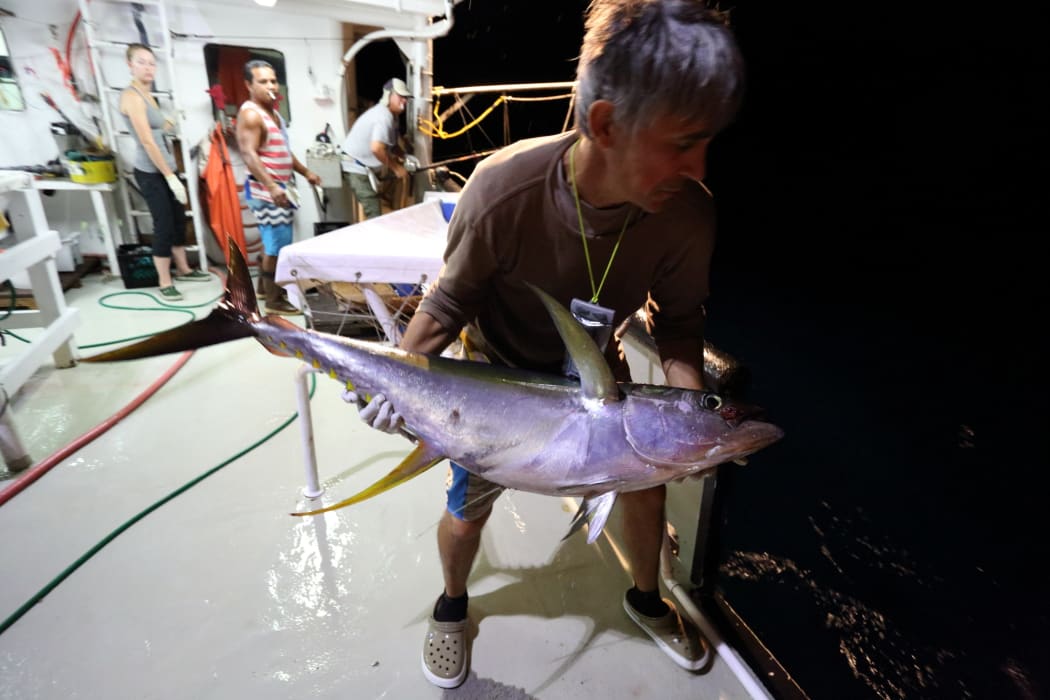 Release of a yellowfin tuna tagged with an archival tag.