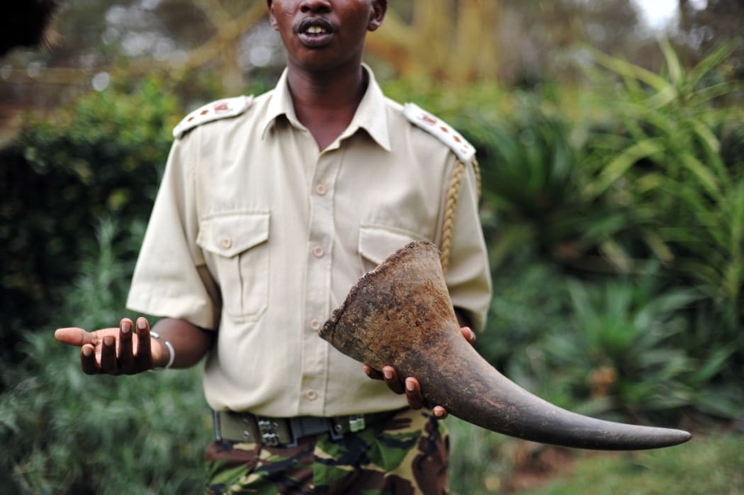 John Pameri, head of the security at the Lewa Wildlife Conservancy in central Kenya, holds a Rhino tusk his team took from a Rhino that was shot dead by poachers earlier in the week at the security headquarters on December 9, 2010.